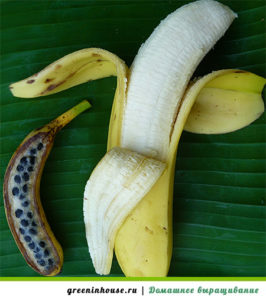 Biji pisang