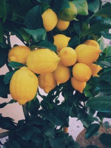 pohon lemon