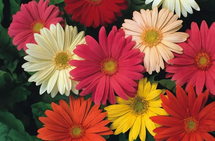 Gerbera Jemson