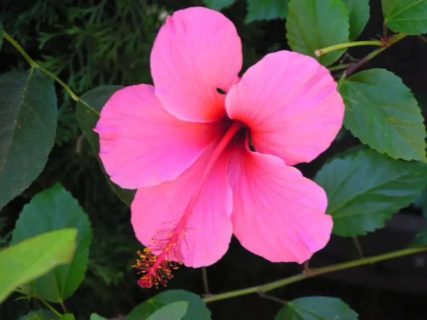 Cara memberi makan Hibiscus arborescens