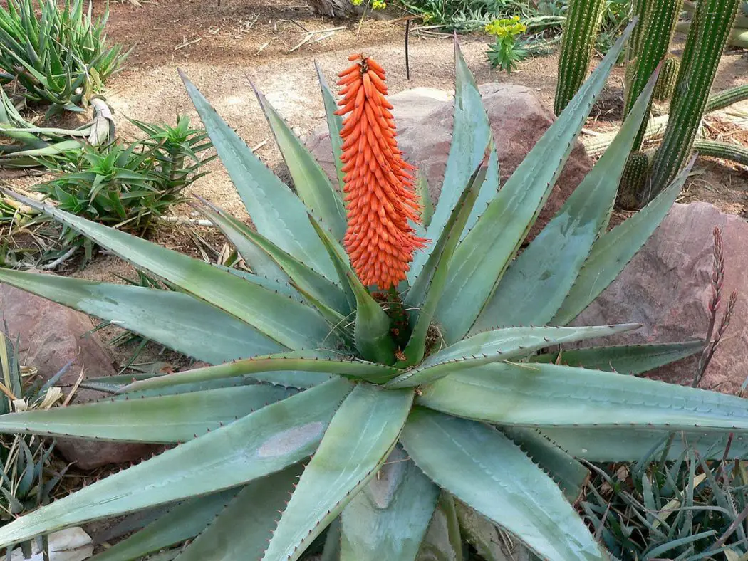 aloe barbadensis