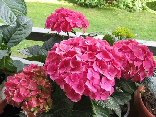 hydrangea berdaun besar