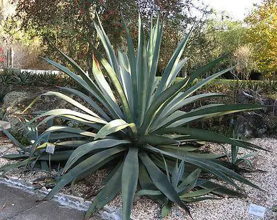 budidaya agave