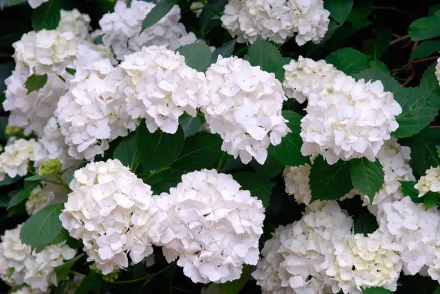 hydrangea dengan perbungaan besar