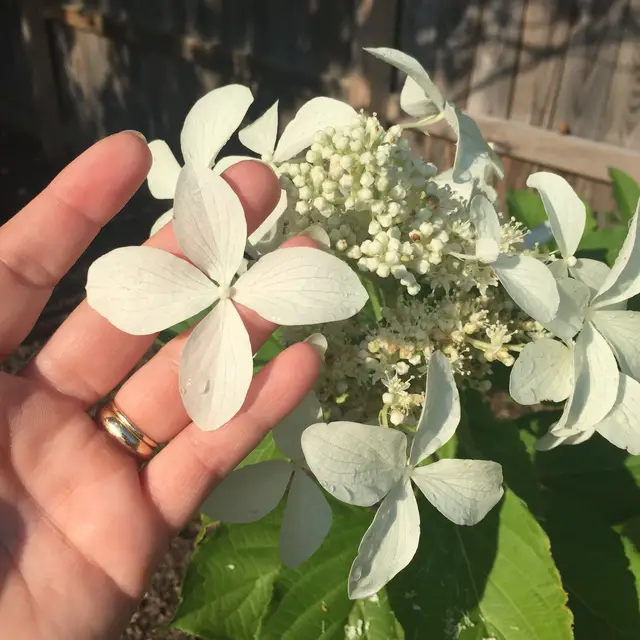 malai hydrangea