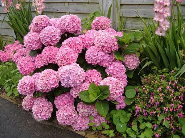 hydrangea paniculata stroberi vanila