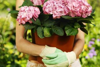 begonia di kebun penanaman dan perawatan