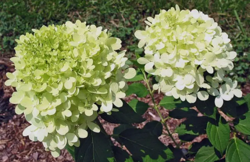 kapan mentransplantasi hydrangea taman