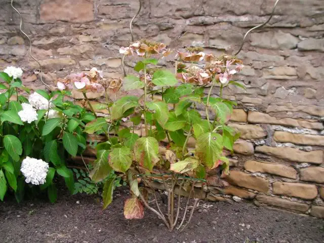 kapan mentransplantasi hydrangea taman