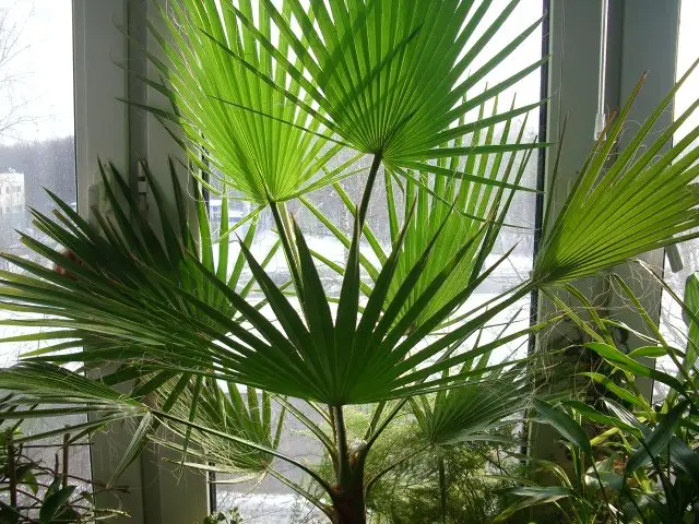 perawatan washingtonia