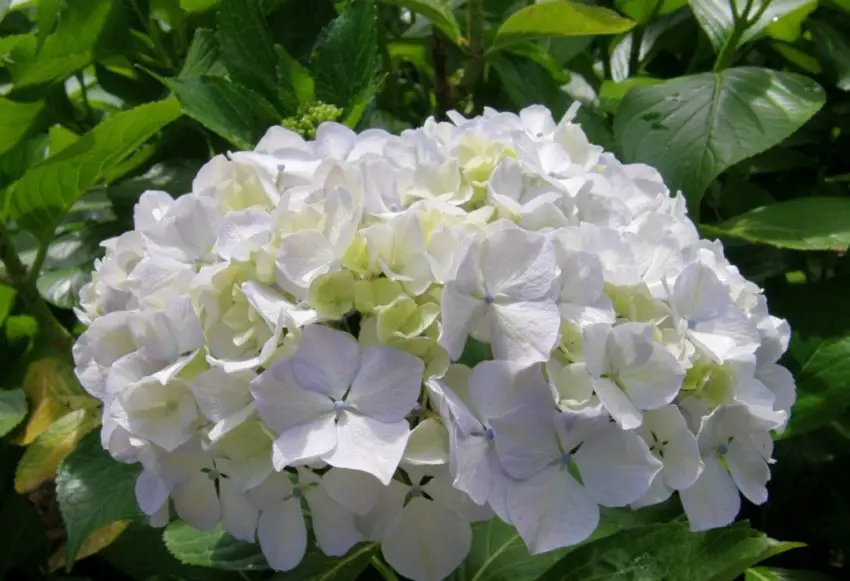 hydrangea putih