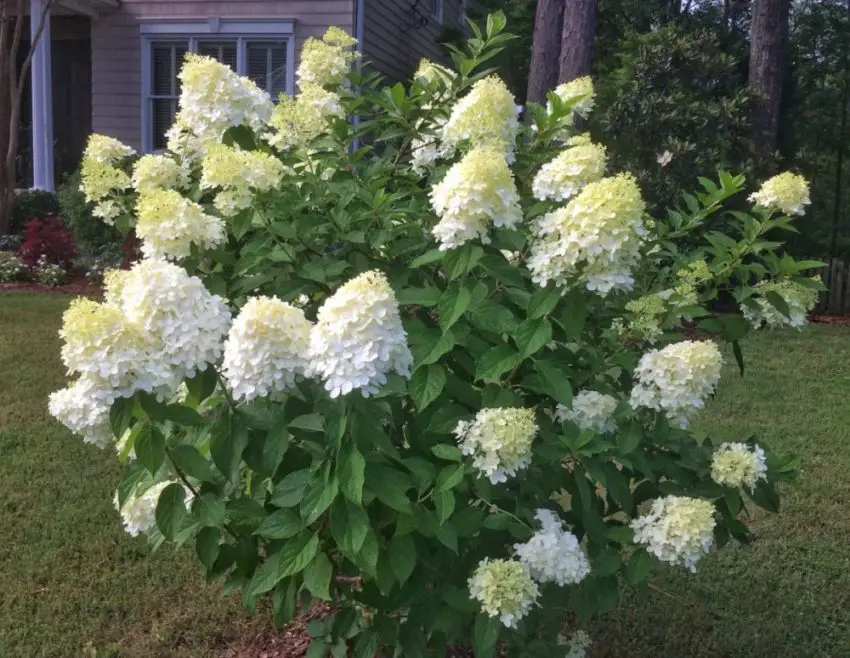 Kapan mentransplantasi hydrangea taman