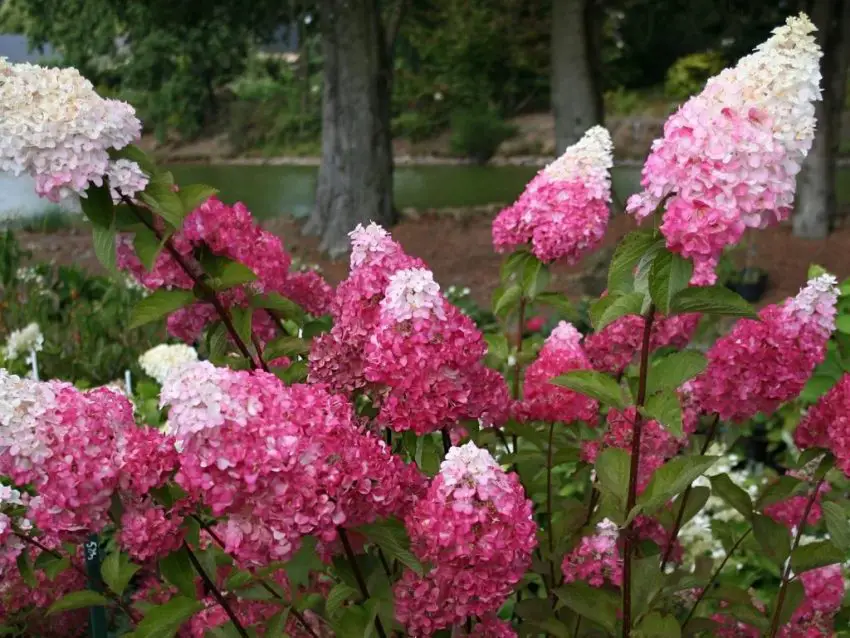 Hydrangea melba frisee melba