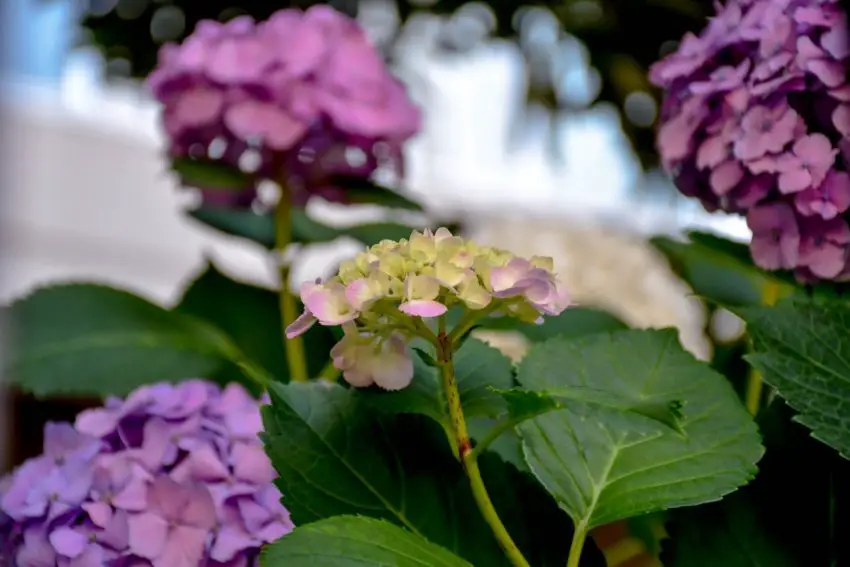 Tempat terbaik untuk menanam hydrangea