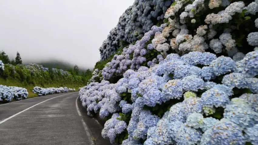 tempat menanam hydrangea