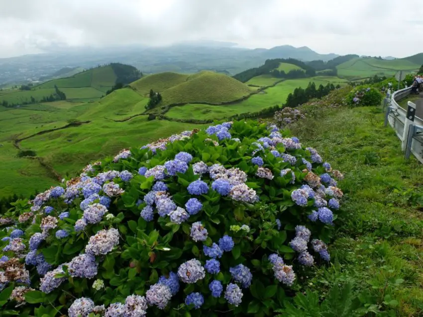 tempat menanam hydrangea 