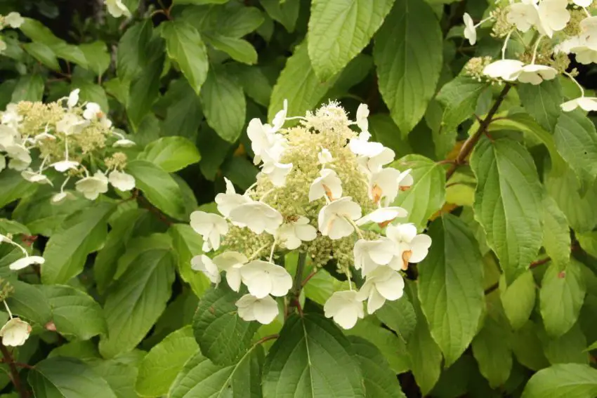 hydrangea paniculata kyushu