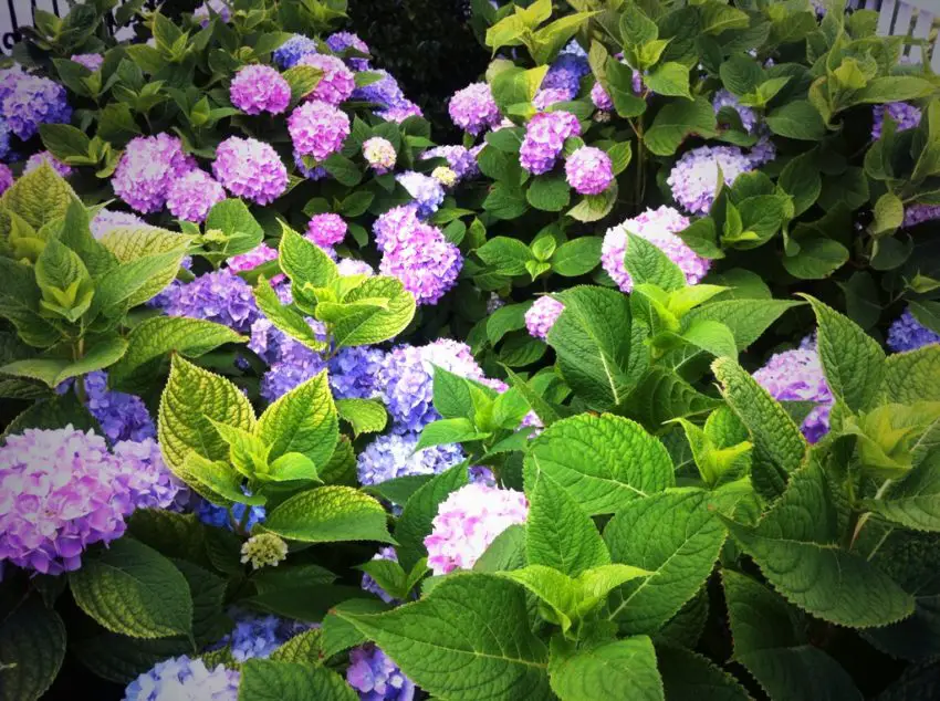 tempat terbaik untuk menanam hydrangea