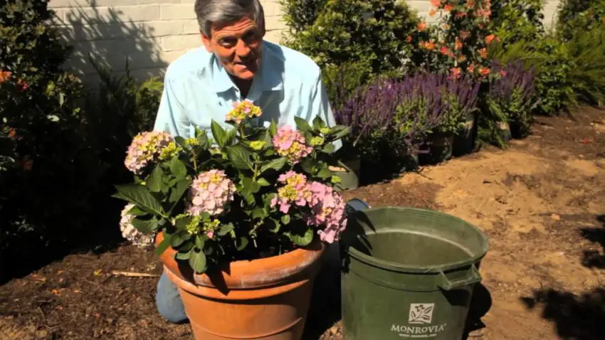 kapan mentransplantasi hydrangea taman