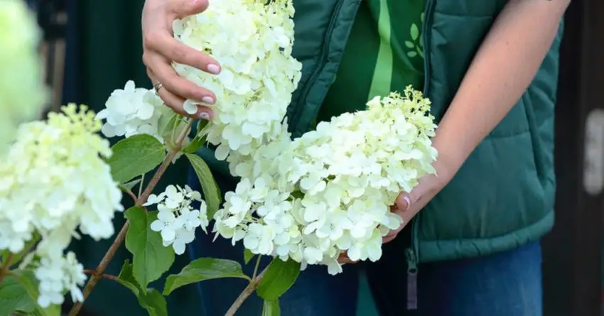 Hydrangea beruang kutub yang merdu