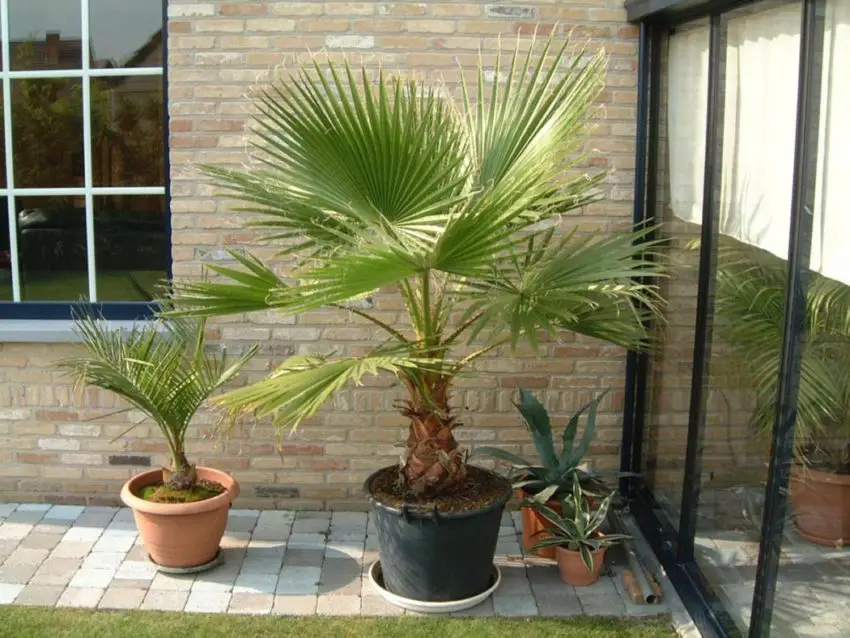 washingtonia dari biji 