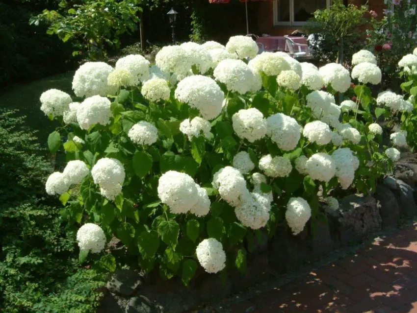 Menanam dan merawat bunga hydrangea putih