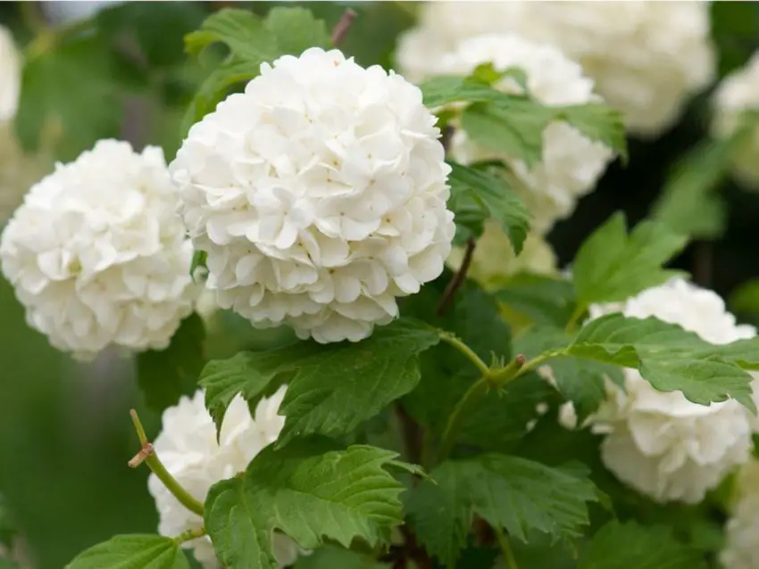 Menanam dan merawat bunga hydrangea putih