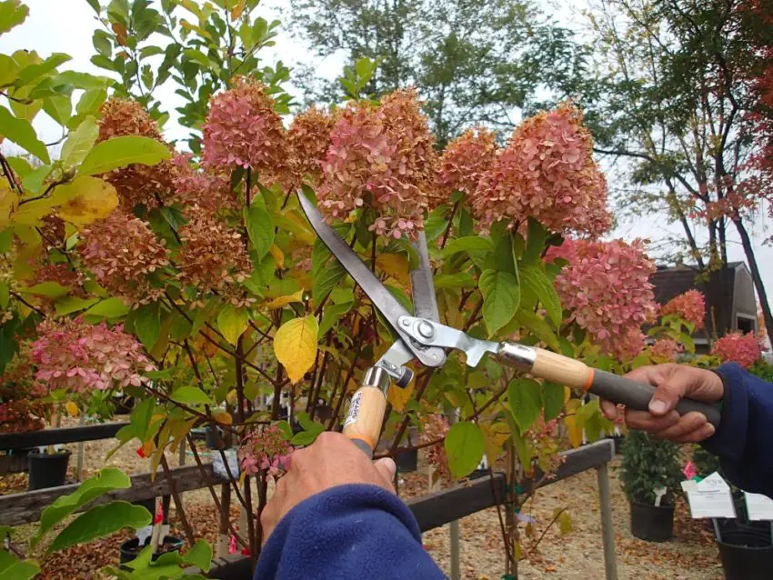 Haruskah hydrangea dipangkas untuk musim dingin dan bagaimana mempersiapkannya?