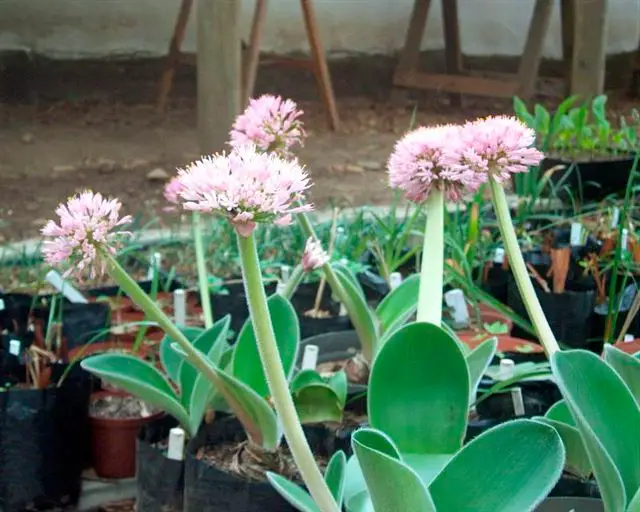 Perawatan di rumah untuk haemanthus dalam ruangan