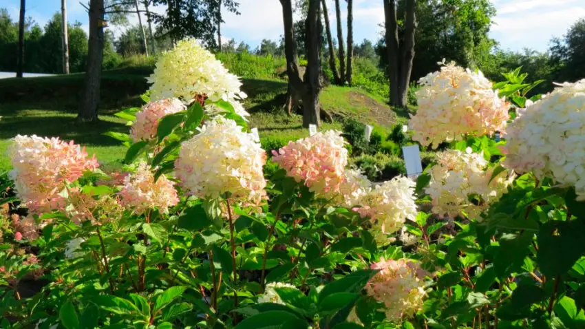  Ketika malai hydrangea mekar