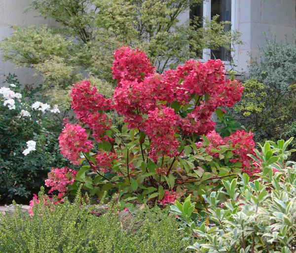 Menanam dan merawat hydrangea merah muda