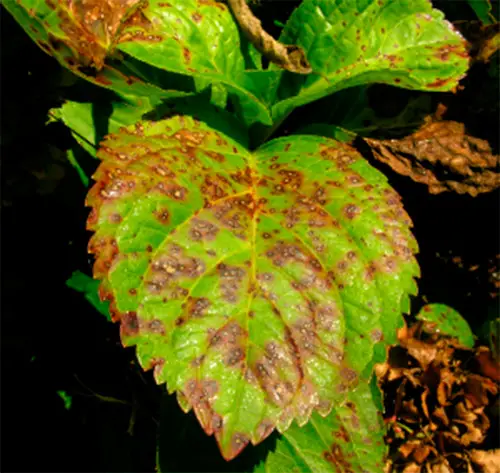 hama tanaman hydrangea