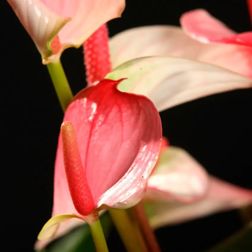 Perawatan anthurium Putri Amalia di rumah