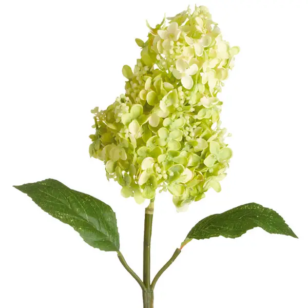 Hydrangea panicula saat mekar