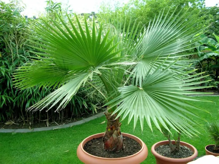 Washingtonia nitensis: Cara merawat tanaman