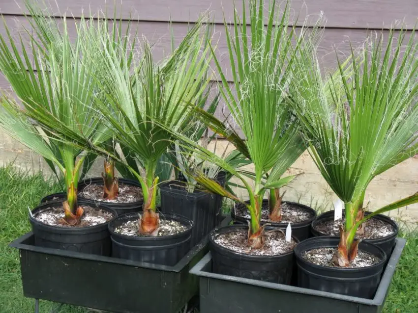 Washingtonia nitensis: Cara merawat tanaman