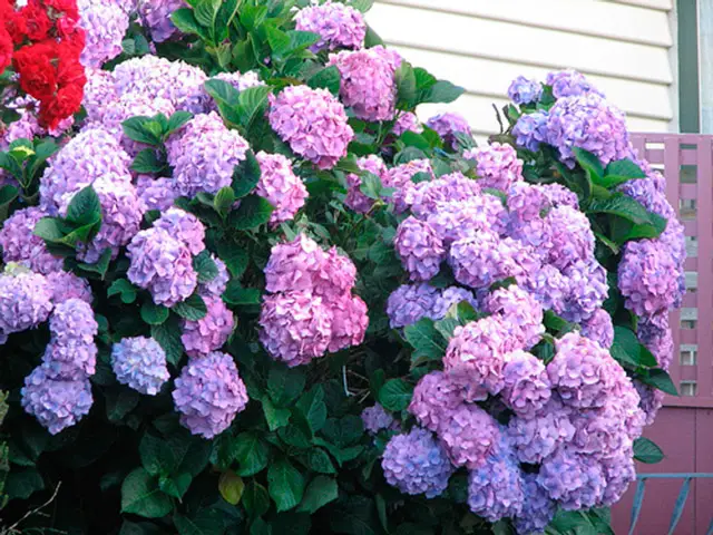 tanah untuk taman hydrangea