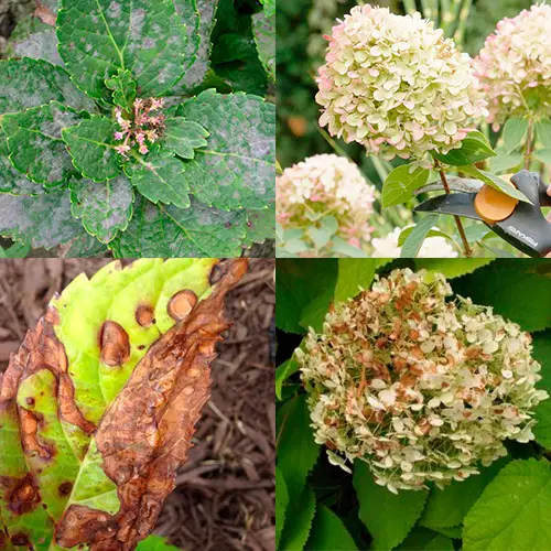 tanah untuk taman hydrangea