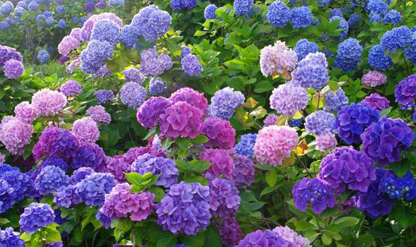 Periode mekar Hydrangea