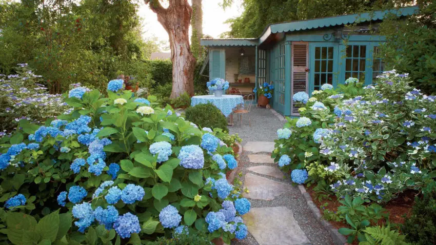 Waktu berbunga untuk hydrangea taman