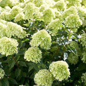 Hydrangea Little Lime: Deskripsi varietas, penanaman dan perawatan