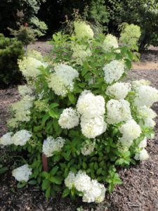 Foto bunga Bobo hydrangea