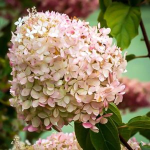 Hydrangea Phantom