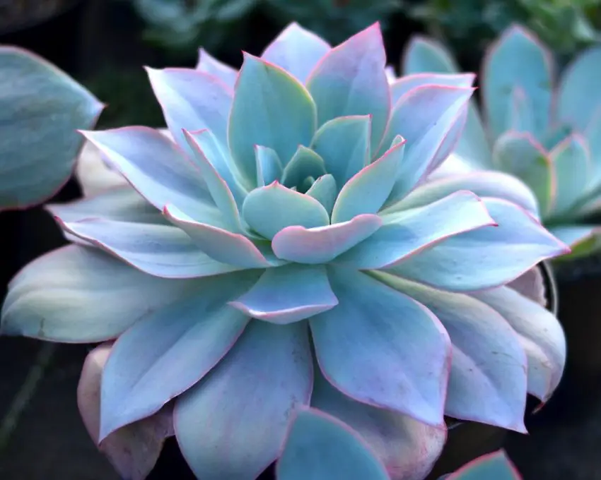 Echeveria: spesies populer, perawatan dan perbanyakan