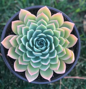 Echeveria: spesies populer, perawatan dan perbanyakan