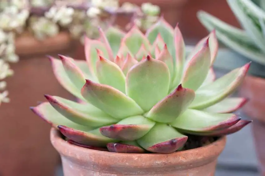 Echeveria: spesies populer, perawatan dan perbanyakan