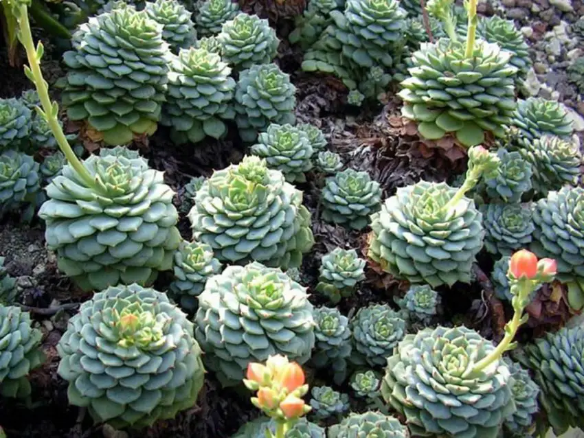 Echeveria: spesies populer, perawatan dan perbanyakan