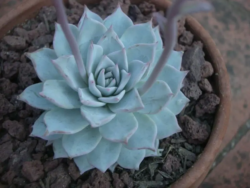 Echeveria: spesies populer, perawatan dan perbanyakan