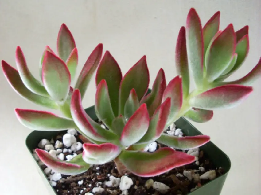 Echeveria: spesies populer, perawatan dan perbanyakan