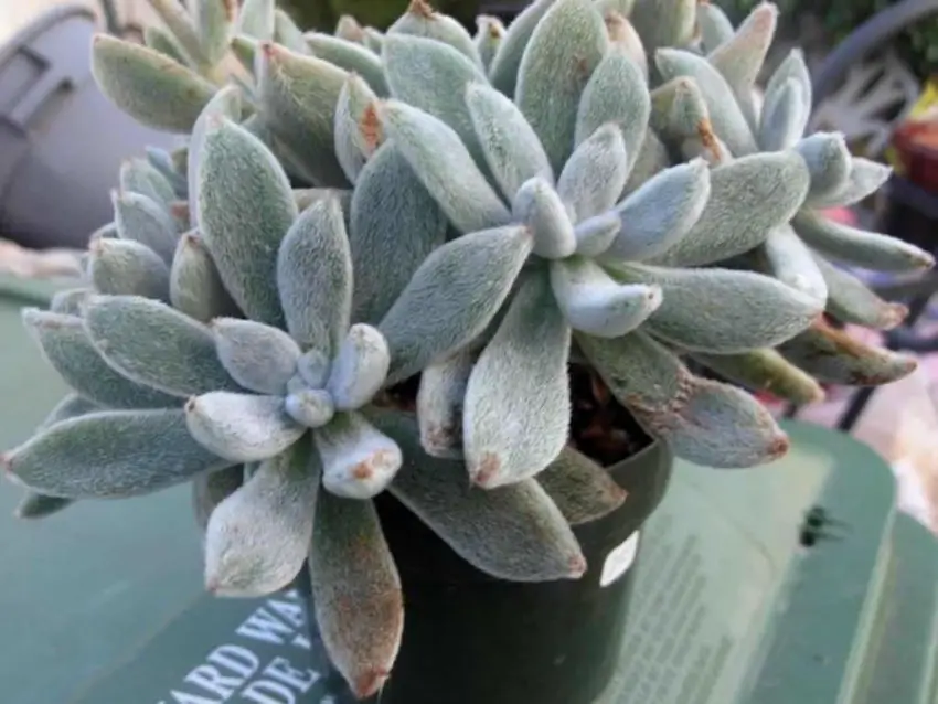 echeveria leucotricha